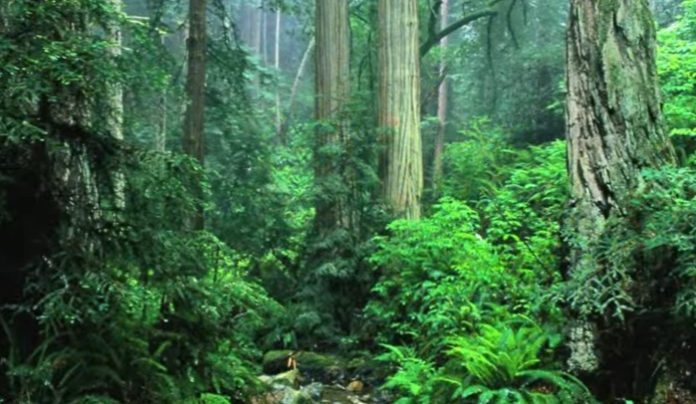 5 Deforestation Statistics 5 Deforestation Statistics